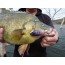 <p>REA993 Purple Night lure was a standout on a recent trip, and caught a Golden Perch!</p>